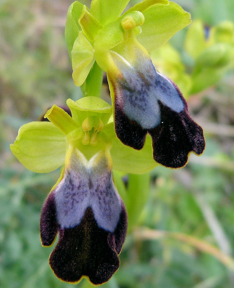 Orchidea di Forestier